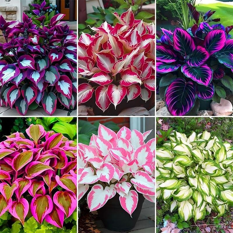 185+ Mixed Color Hosta Seeds Shade Tolerant Perennial Flowers for Outdoor Planti