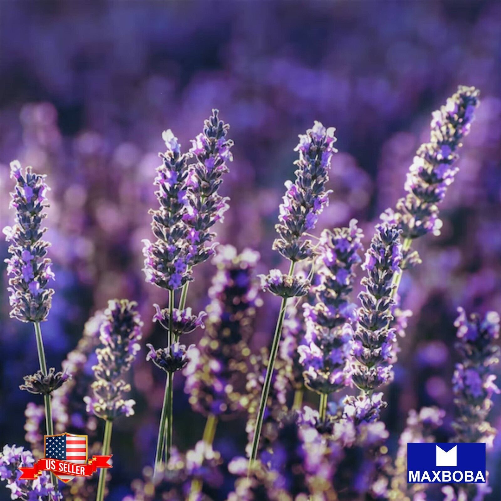 700+ Lavender Seeds Common English (aka Vera) Non-GMO BOGO 50% OFF