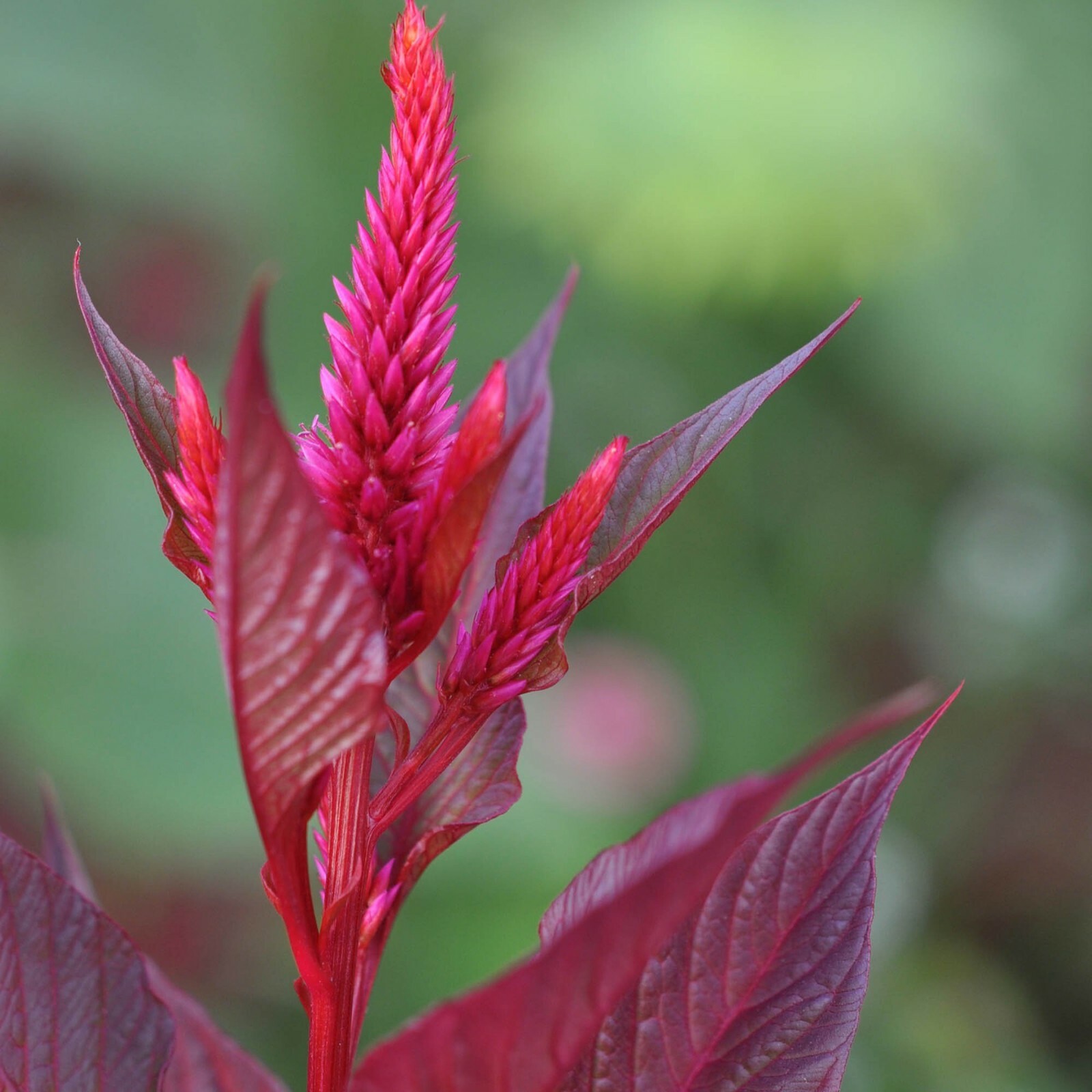 Red Amaranth (Amaranthus Cruentus) Seeds