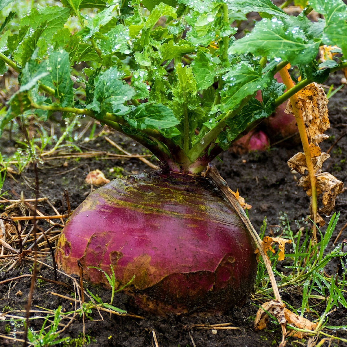 1/4 Lb American Purple Top Rutabaga Seeds – Everwilde Farms Mylar Seed Packet