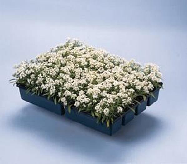 Alyssum Aphrodite Series White Annual Seeds