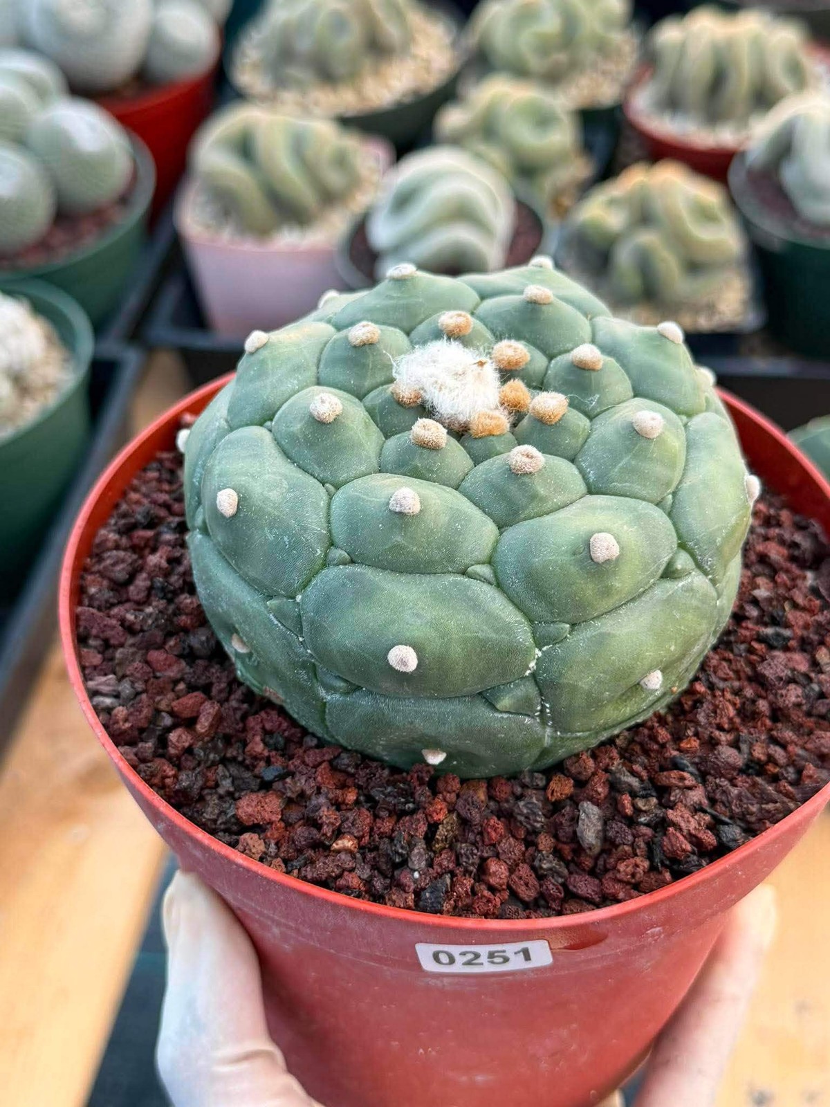 Astrophytum Kikko Turtle Form #251 | Rare Collector Cactus