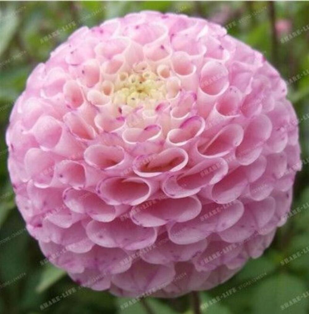 20 SEEDS for Pink Ball GEM DAHLIA rare flower exotic garden plant USA Seller