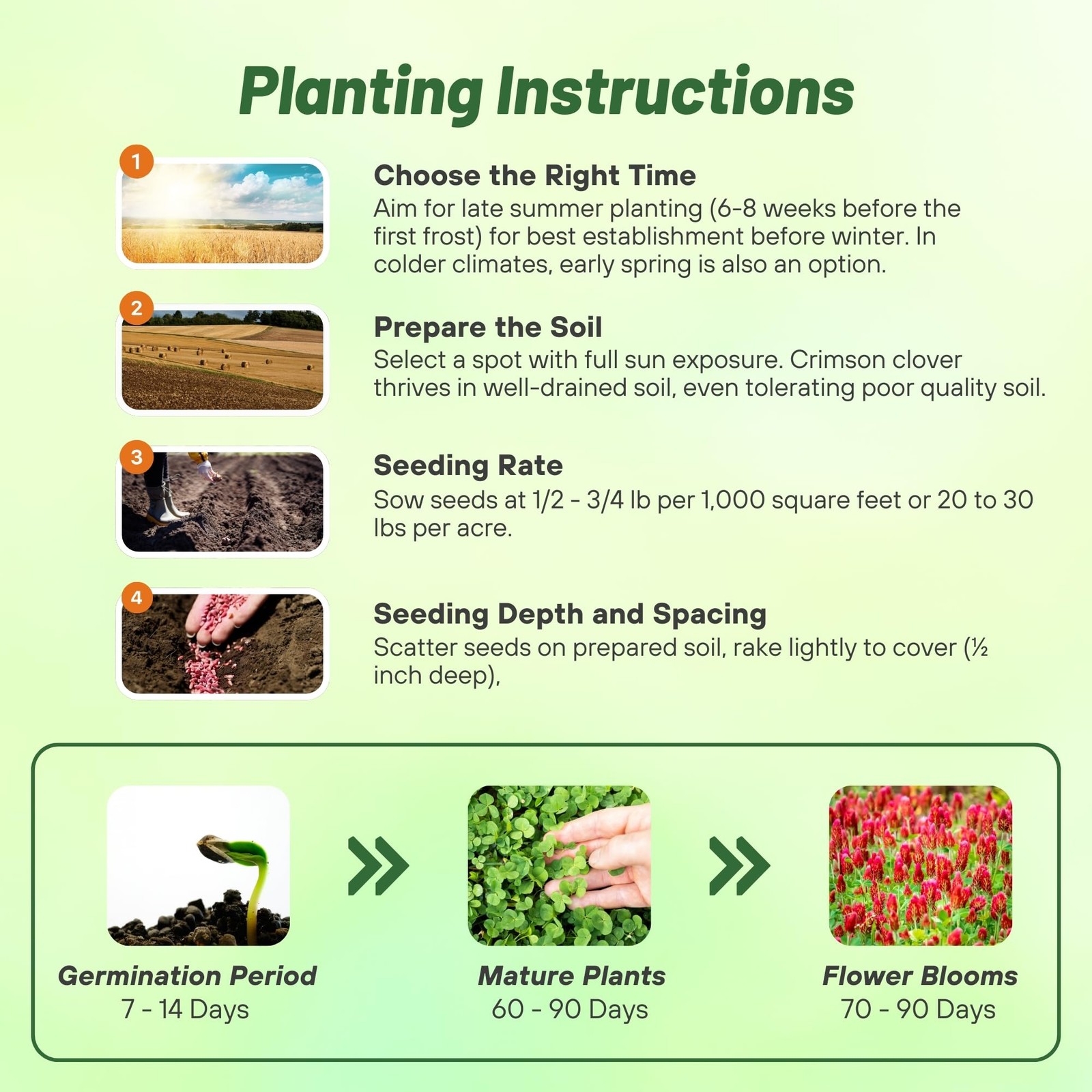 Crimson Clover Seeds – 10 lbs Annual Nitrocoated Ground Cover for Lawn &