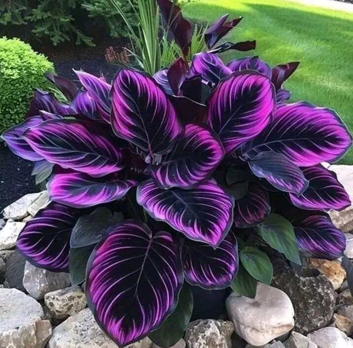 10+ Seeds Purple Tip Calathea Couture Flower Indoor or Outdoor Beautiful Plant