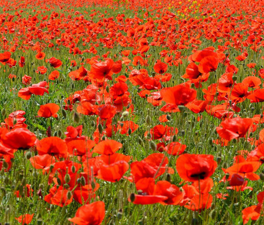 RED CORN POPPY AMERICAN LEGION Papaver Rhoeas – 5,000 Seeds