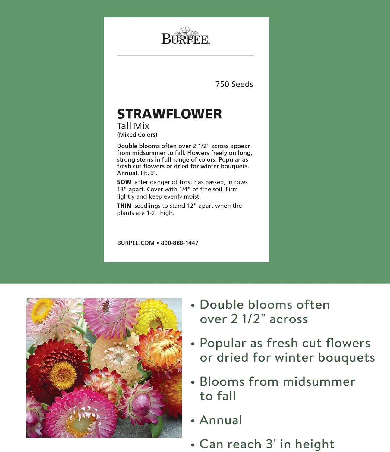 Tall Mixed Colors Strawflower Seeds 750 Seeds