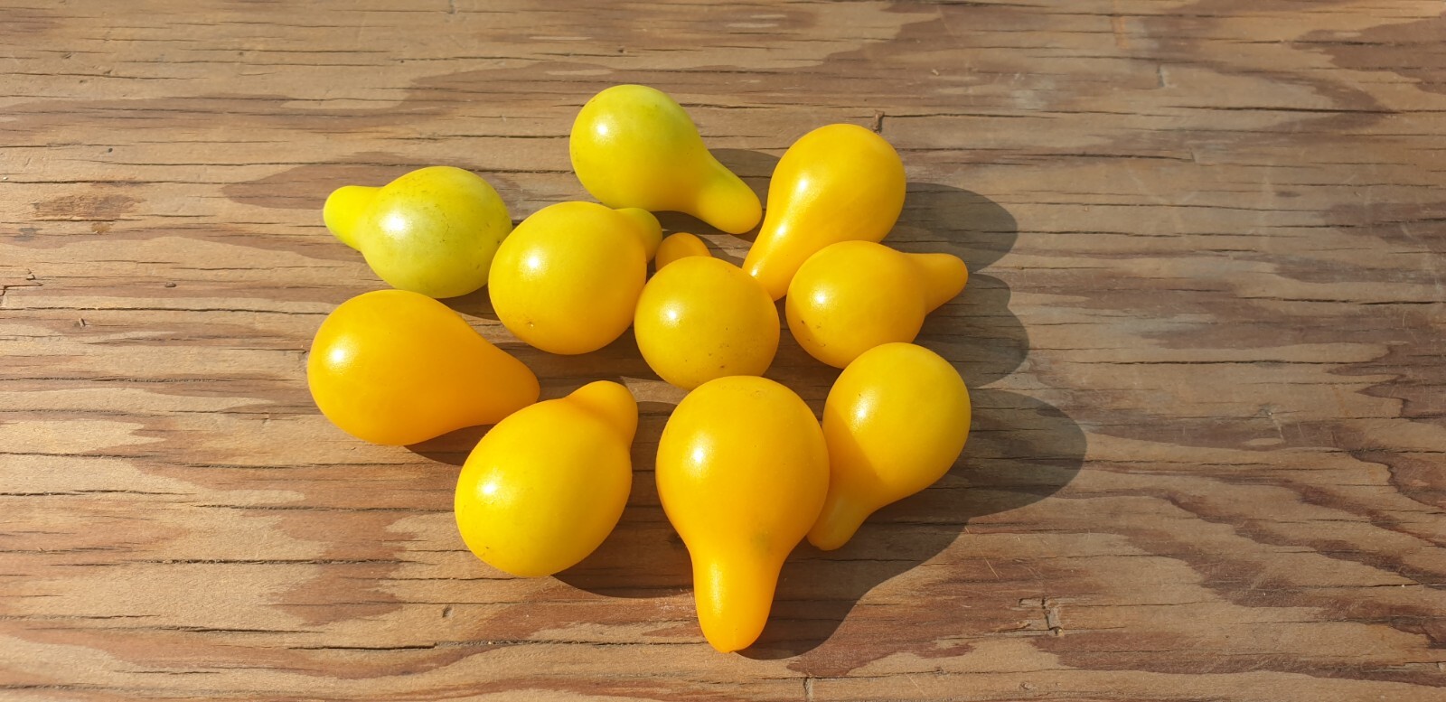 Yellow Pear Tomato Seeds x 30 Minimum Plus Free Gift