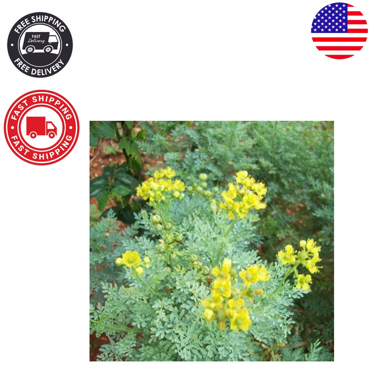 Drought-Tolerant Ruta Graveolens Seeds – 150 Heirloom Seeds for Perennial Beauty