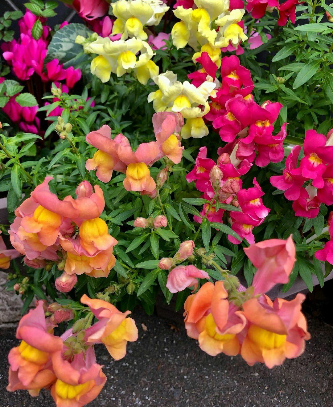 Snapdragon Magic Carpet Mix 200 Seeds Easy Grow