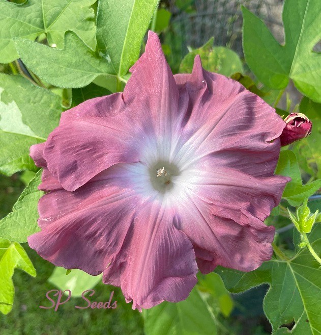 Chocolate Queen – Japanese Morning Glory – ipomoea NIL – 6 seeds – Variegated
