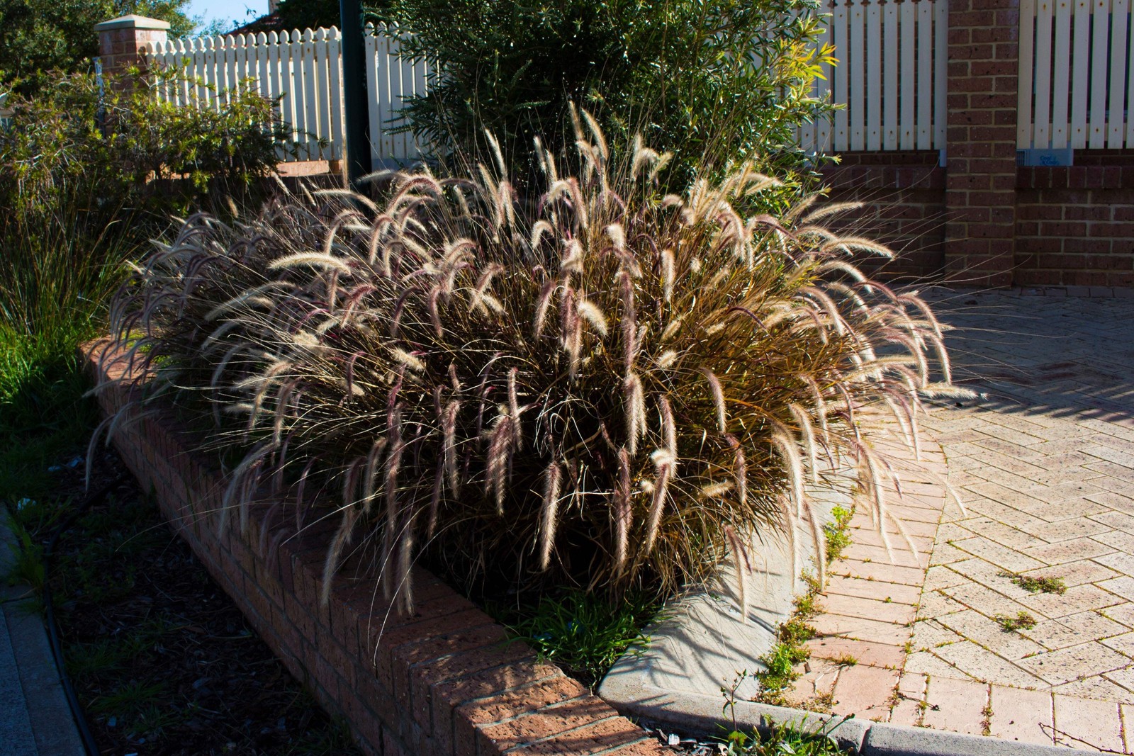 25 PURPLE FOUNTAIN GRASS Ornamental Pennisetum Setaceum Dark Burgundy Flower See