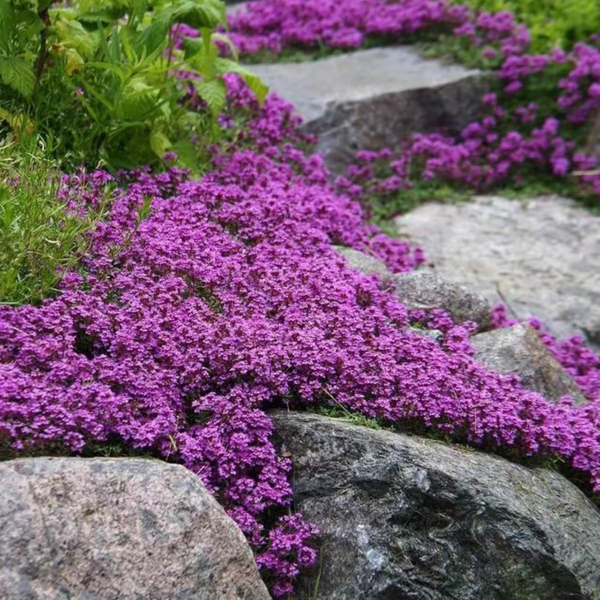 20000+ Magic Purple Creeping Thyme Seeds for Planting Ground Cover Plants Heirlo