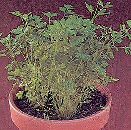 Parsley Crispum Dark Leaf Petroselinum 5,000 seeds