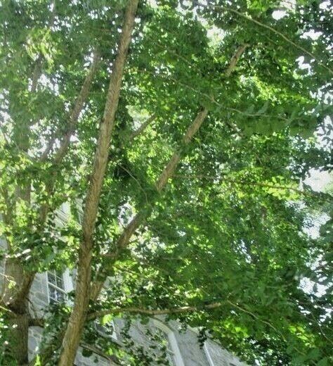 10 AUTUMN GOLD GINKGO SEEEDS – Ginkgo biloba ‘Autumn Gold’