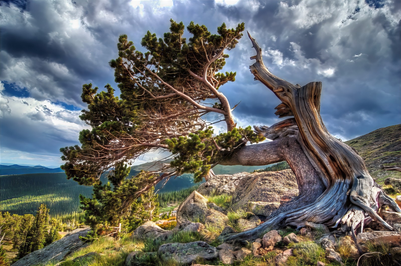 10 Bristlecone Pine Seeds (Pinus aristata) “OLDEST Living Tree in the WORLD!”