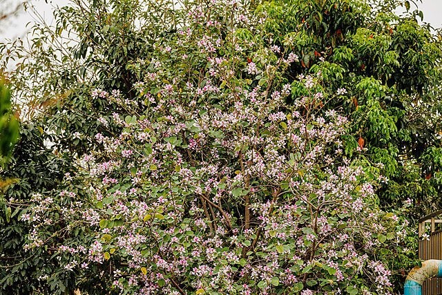 Cercis chinensis | Chinese Redbud | 15 Seeds