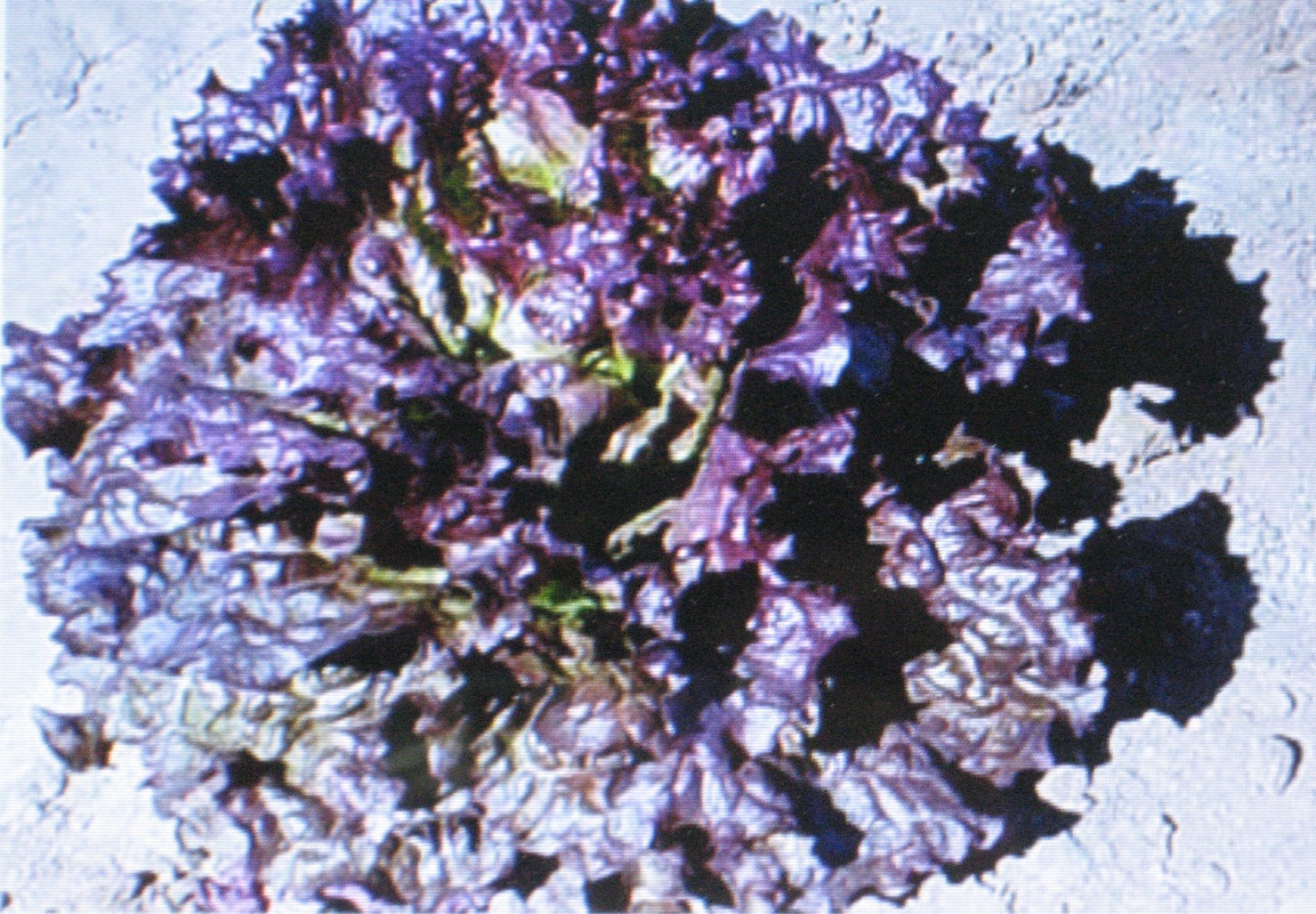 RUBY RED LEAF LETTUCE * 100 SEEDS *