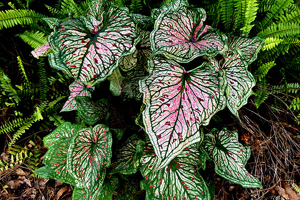 7 Bulbs Spicy Lizard caladium from Florida Plantation