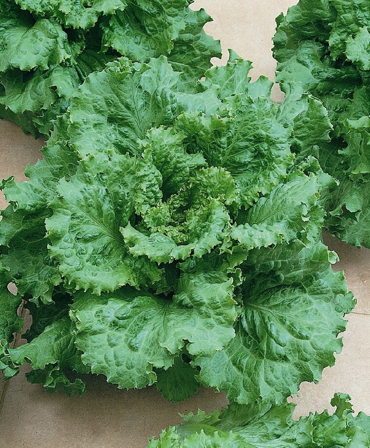 Lettuce Seed: Arianna Loose leaf Lettuce Seed. Fresh Seed