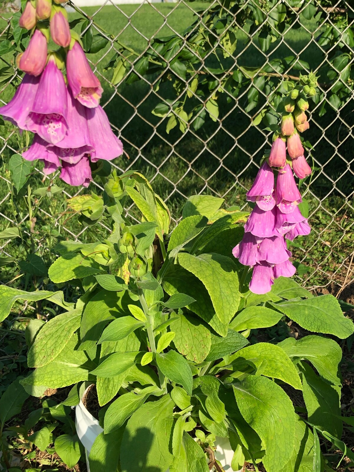 Organic FOXGLOVE Excelsior FRESH Seeds~Biennial Digitalis Purpurea~Heirloom NGMO