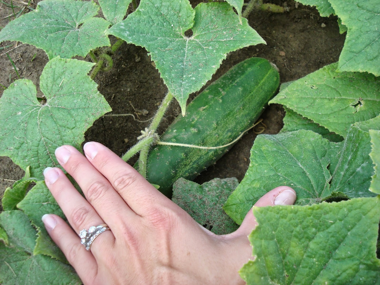 31+Homemade Pickles CUCUMBER Seeds Organic Summer Vegetable Garden Container
