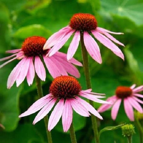 Premium Purple Coneflower Seeds. Perennial. Bee & Butterfly Friendly. Native