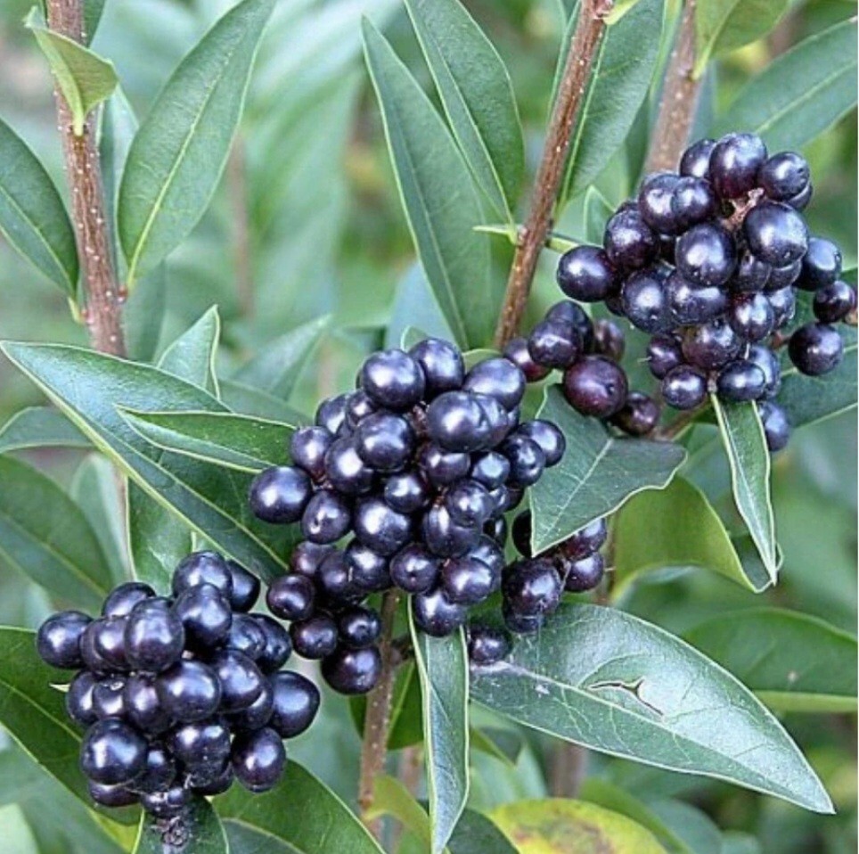 100 Seeds Privet Seeds – Ligustrum vulgare, Ligustrum Quihoui Carr, Ligustrum l