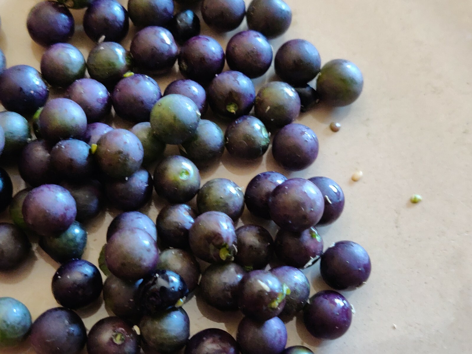400 Semillas De Hierba Mora Macuy Orgánicas/400 Nightshade Organic Seeds