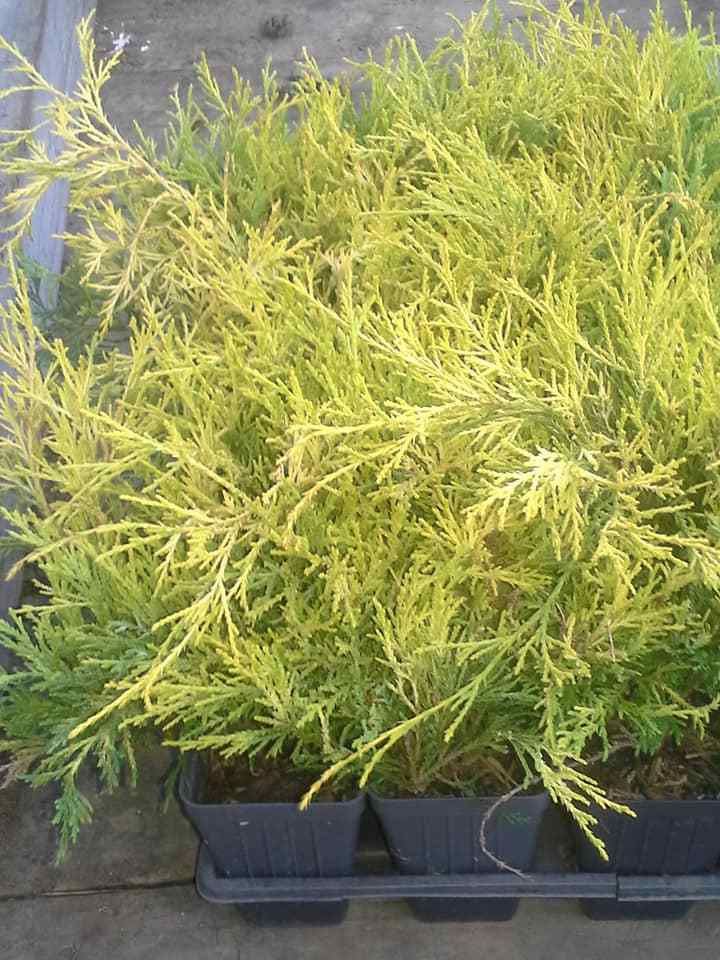 11″-17″ Gold Thread Cypress Chamaecyparis pisifera ‘Filifera Aurea’ Shrub Fall
