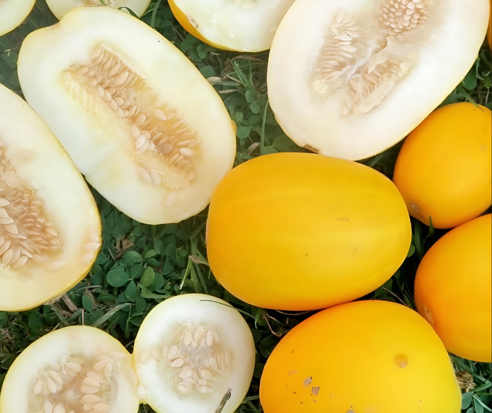 40 Vine Peach Melon Seeds – AKA Mango Melon – Heirloom – Fragrant & Unique