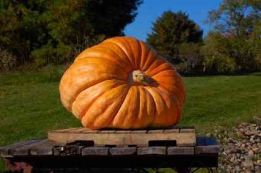 BULK ***DILL’S ATLANTIC GIANT PUMPKIN * 35 SEEDS * WORLD RECORD HOLDER * 1500 LB