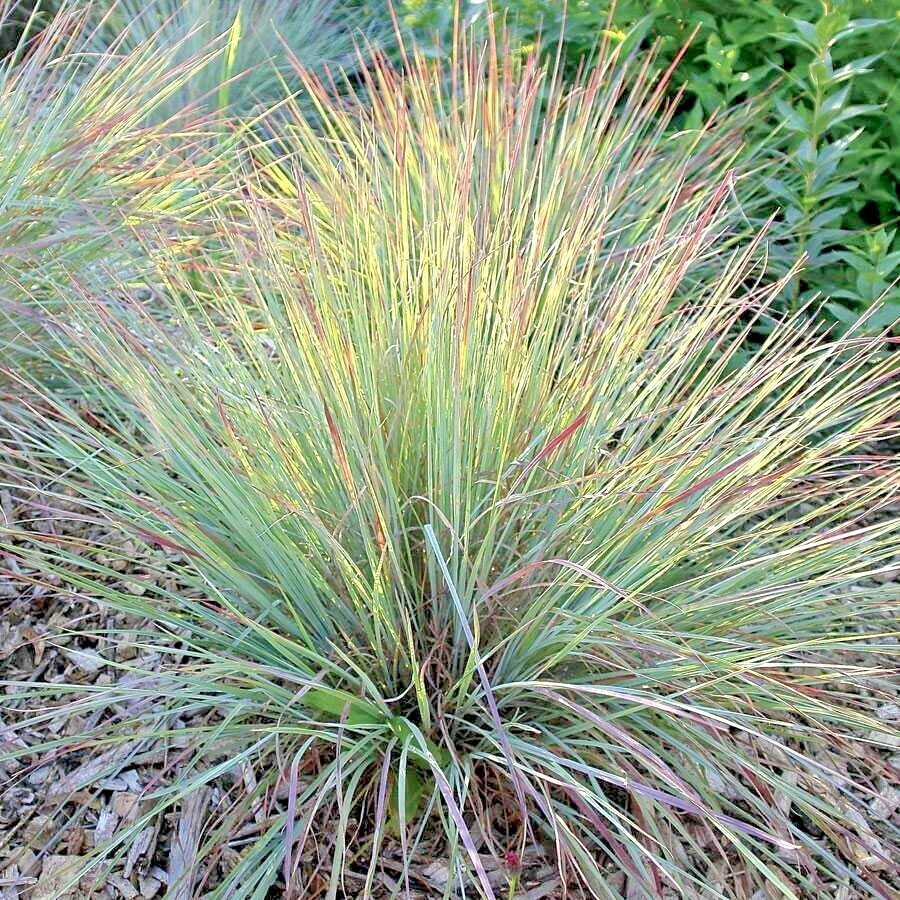 501+ LITTLE BLUESTEM Seeds Native Prairie Grass Ornamental Perennial Fall Colors