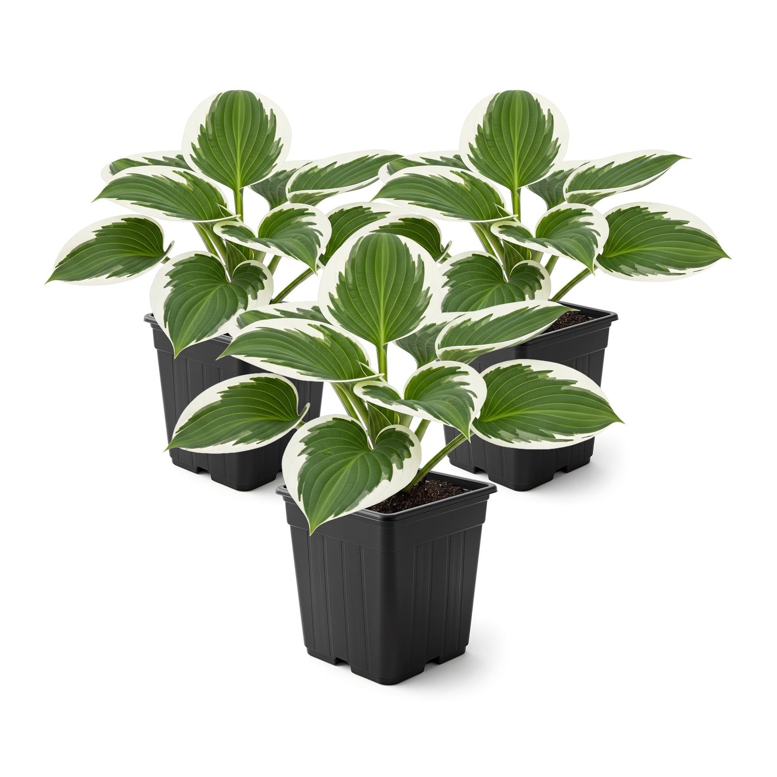 Hosta Patriot Perennial Plants 3 Pack, 10″ Tall, Perfect Garden Accent
