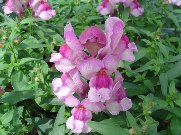 Snapdragon Seeds Snapdragon Snappy Orchid 50 Seeds