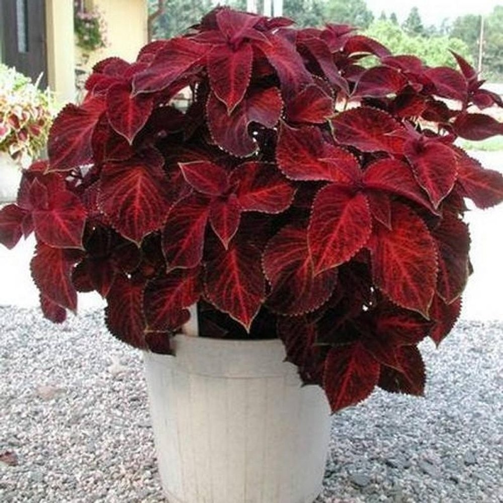 100 Seeds Wizard Red Velvet Coleus Seeds For Planting – Shade Garden Plants