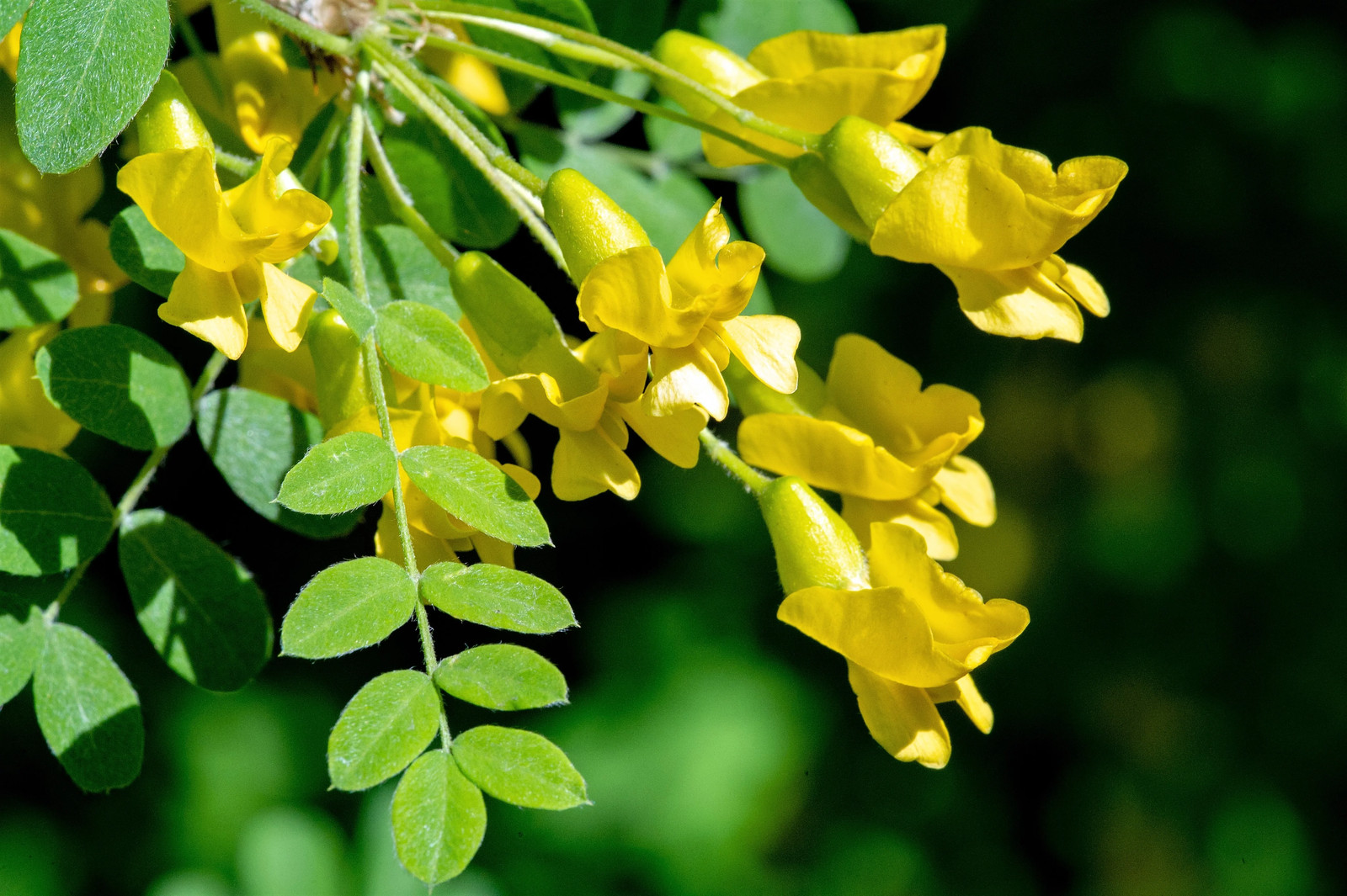 25 SIBERIAN PEASHRUB Caragana Arborescens Peatree Yellow Flower Vegetable Seeds