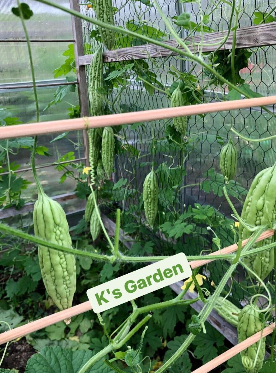 GREEN BITTER MELON, BALSAM PEAR, KU GUA, FOO GWAH, KHỔ QUA MỠ TRÁI DÀI, 苦瓜, 여주