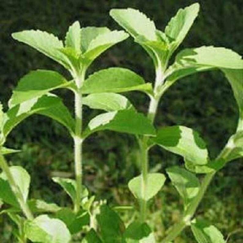 50 Seeds / Organic Stevia Rebaudiana Sweet Leaf Sugar Herb Flower Seeds