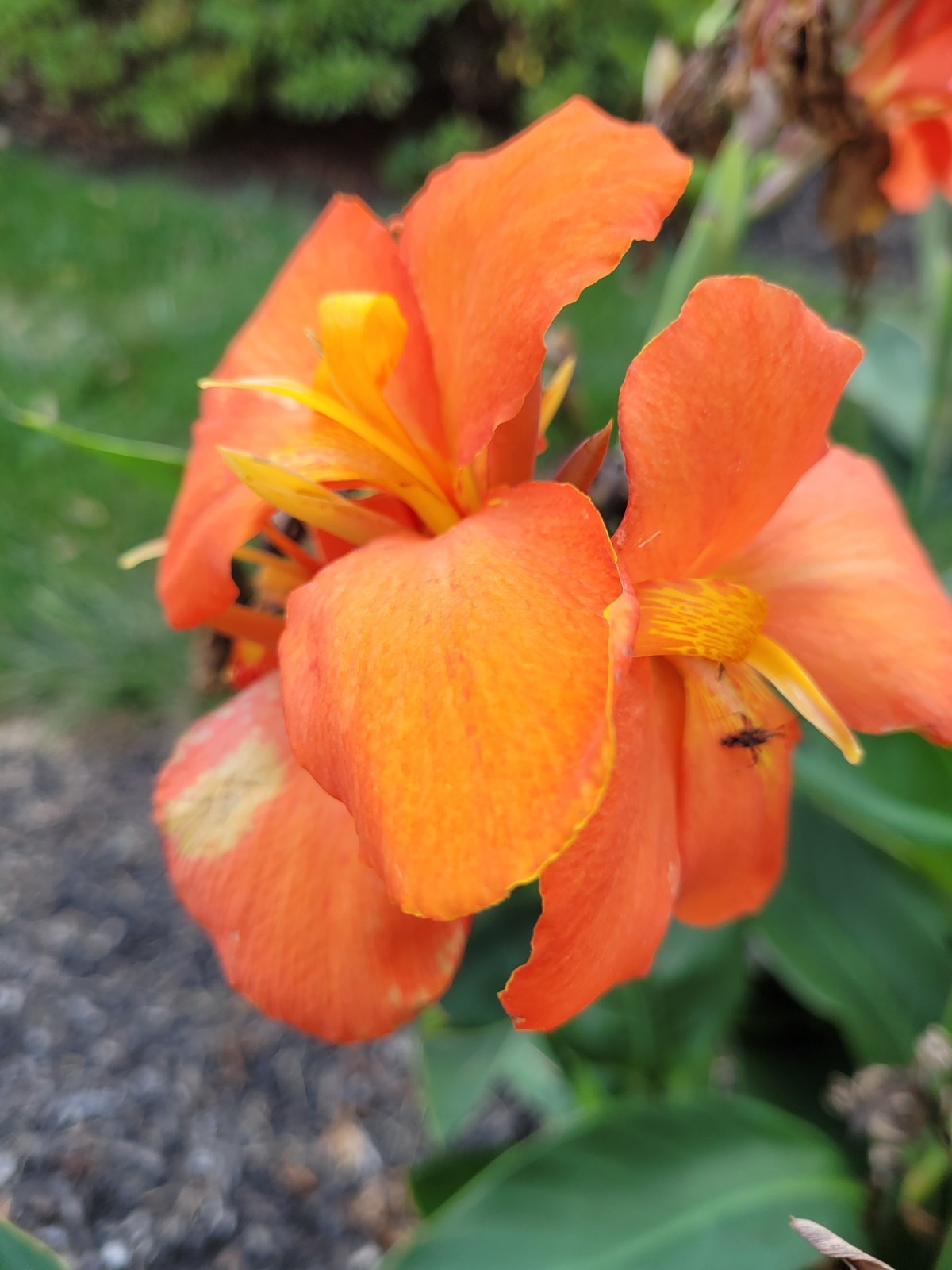 25 Canna Lily Seeds -Orange Shade -Orange Flower -Green Leaves -3 ft Free Ship