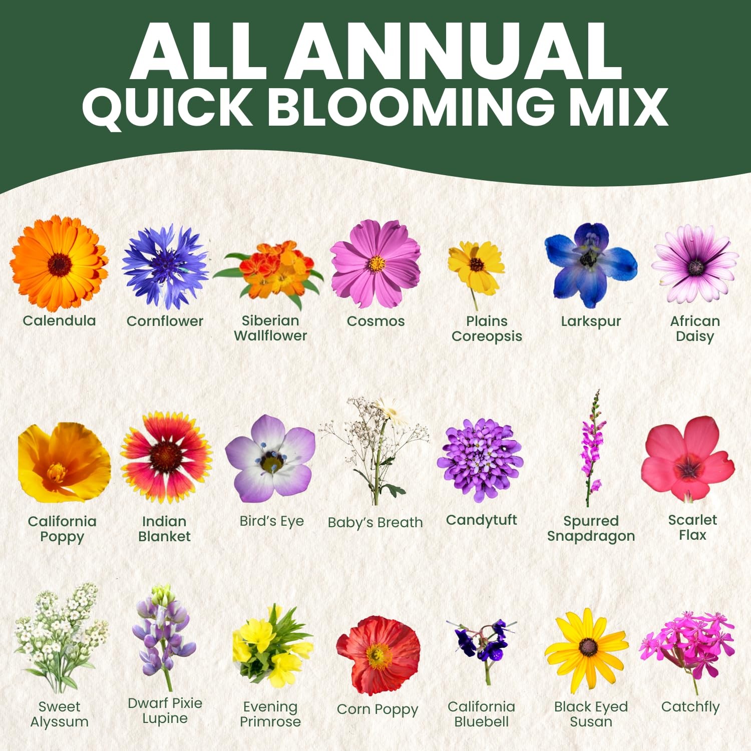 Quick Blooming Wildflower Mix 67,000 Seeds in 4 Ounce Packet for Planting