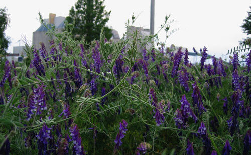 1/2 lb Hairy Vetch Seeds Nitrogen Fixer Cover Crop Deer Forage Food Plots 8 oz