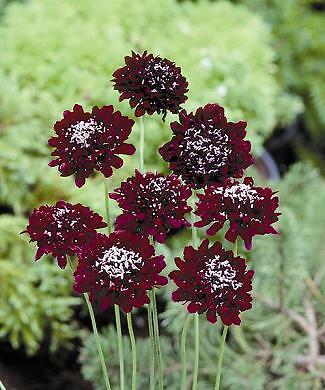 Scabiosa QIS Deep Red 1,000 seeds