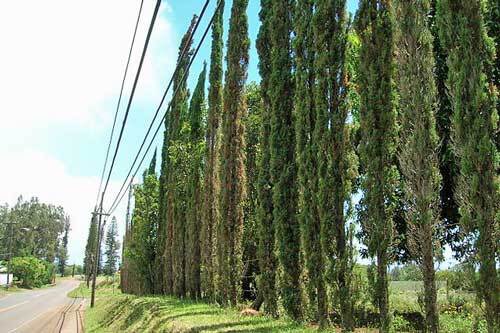 Cupressus sempervirens | Mediterranean Cypress | 50 Seeds
