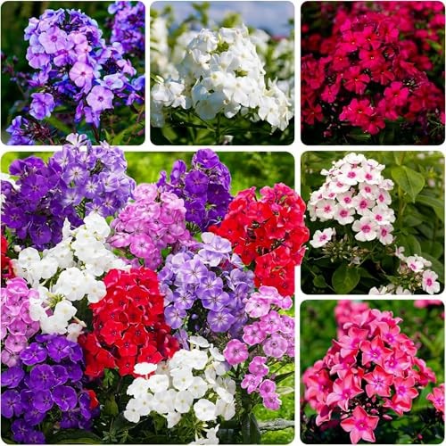 Mixed Phlox Seeds for Planting – 2000 Creeping Phlox Seeds Perennial Ground