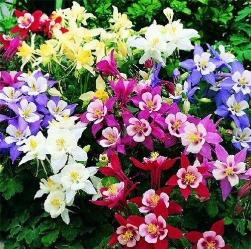 Columbine McKana Giants Seeds – 200 Seeds to Enhance Your Spring & Summer Garden