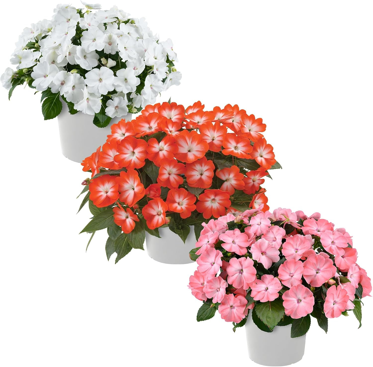 Live Flowering New Guinea Impatiens – Grower’S Choice Assorted Colors (3 Plants