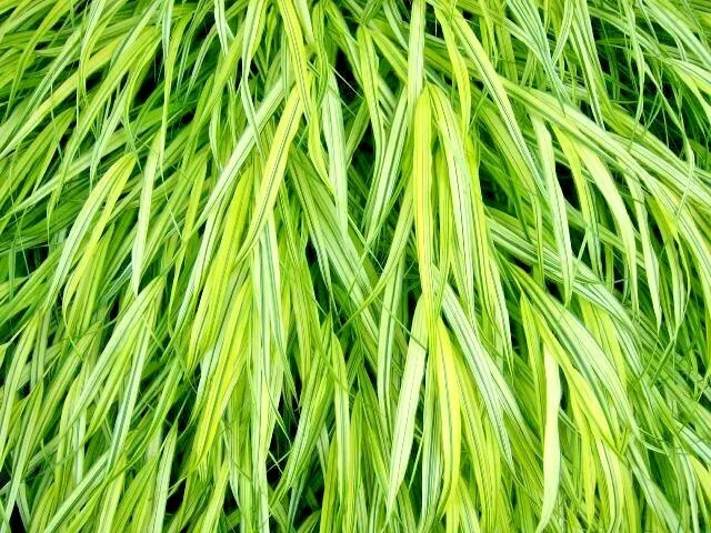 30 AUREOLA JAPANESE FOREST GRASS SEEDS – Hakonechloa macra Aureola