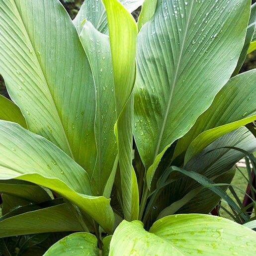 15Pcs Turmeric Roots Fresh Roots Curcuma Longa Ready To Plant