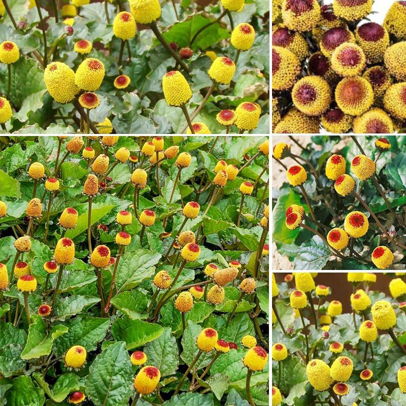 160+ Annual Toothache Plant Seeds for Planting Outdoors-Heirloom Non-Gmo Annual